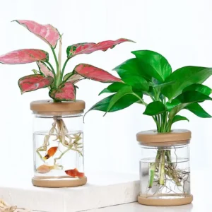 Hydroponic Plant Vase with Mini Fish Tank- a Living Desktop Ecosystem