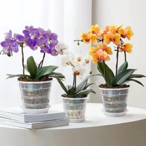 Modern Clear PP Plastic Orchid Pots Slotted Ventilation Matching Saucer Durable Self-Watering Indoor Nursery Containers Pack of 2